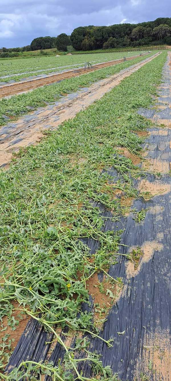 336902969 556351783154668 5820671344916318510 n