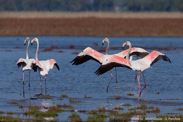 12.-Φοινικόπτερα