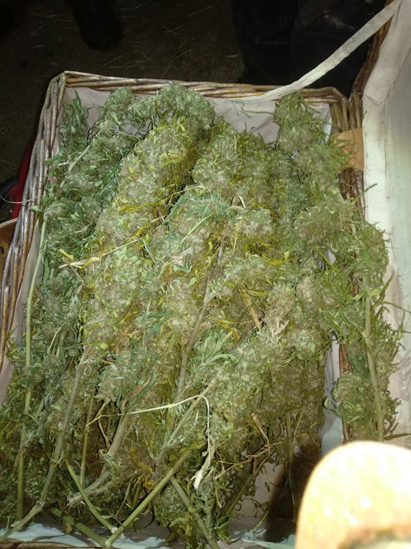 20102019ditikinark003