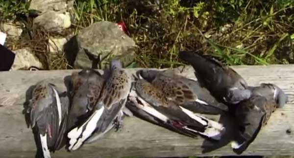 νεκρα-τρυγονια-ανοιξη-ιονιο-ορνιθολογικη