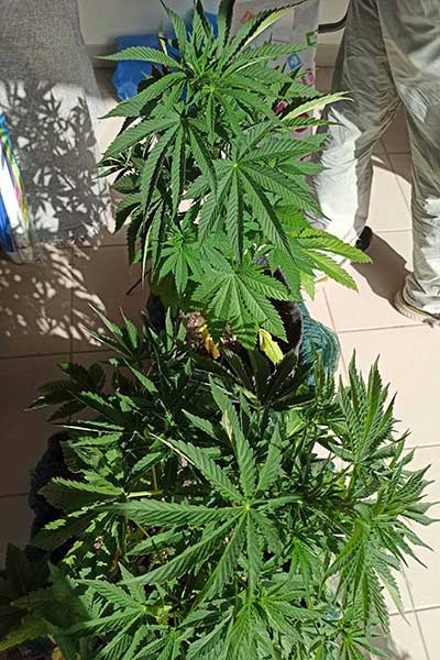 Patra1 1
