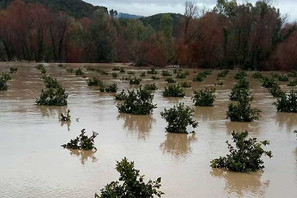 Λαϊκή Συσπείρωση Ανδρίτσαινας-Κρεστένων: Πολλαπλά  τα πλήγματα για τους παραγωγούς σε Μακρίσια - Καλυβάκια