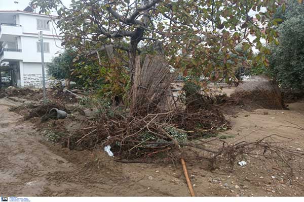 thasos-plimm-2-Custom