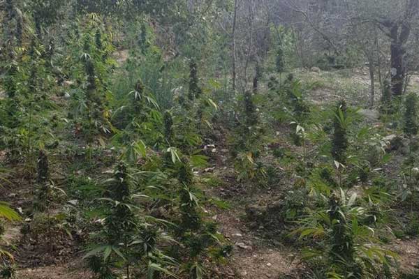 29102022parousiashnarkwtika003