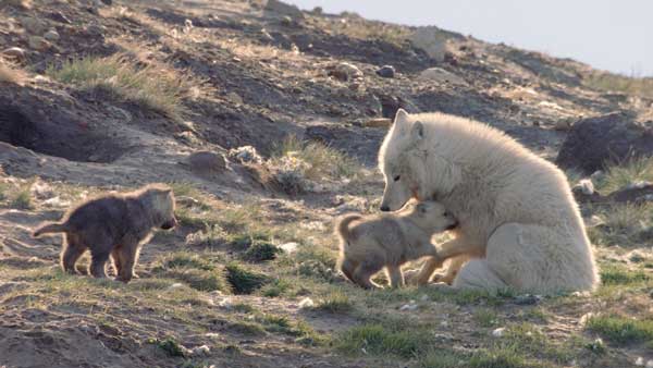 WHITE WOLVES GHOSTS OF THE ARCTIC1