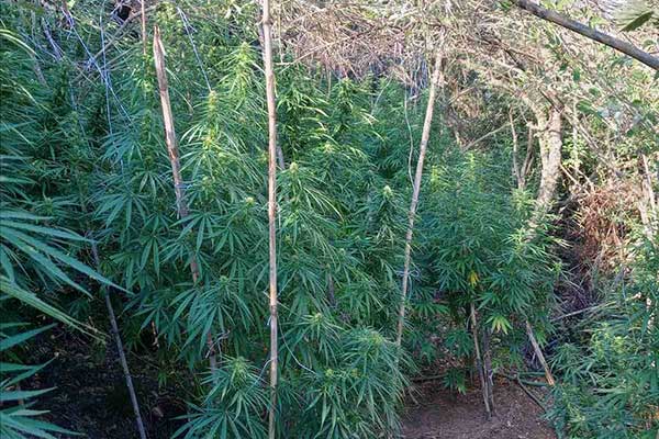 30082022hleianarkot001