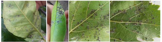 aleurocanthus1